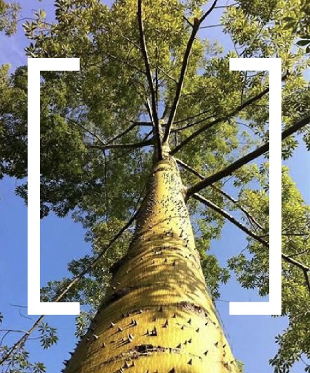 Giornata Nazionale Degli Alberi Allaccademia Belle Arti Di Napoli