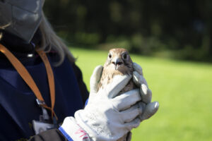 Liberati un falco e un gheppio nel bosco di Capodimonte